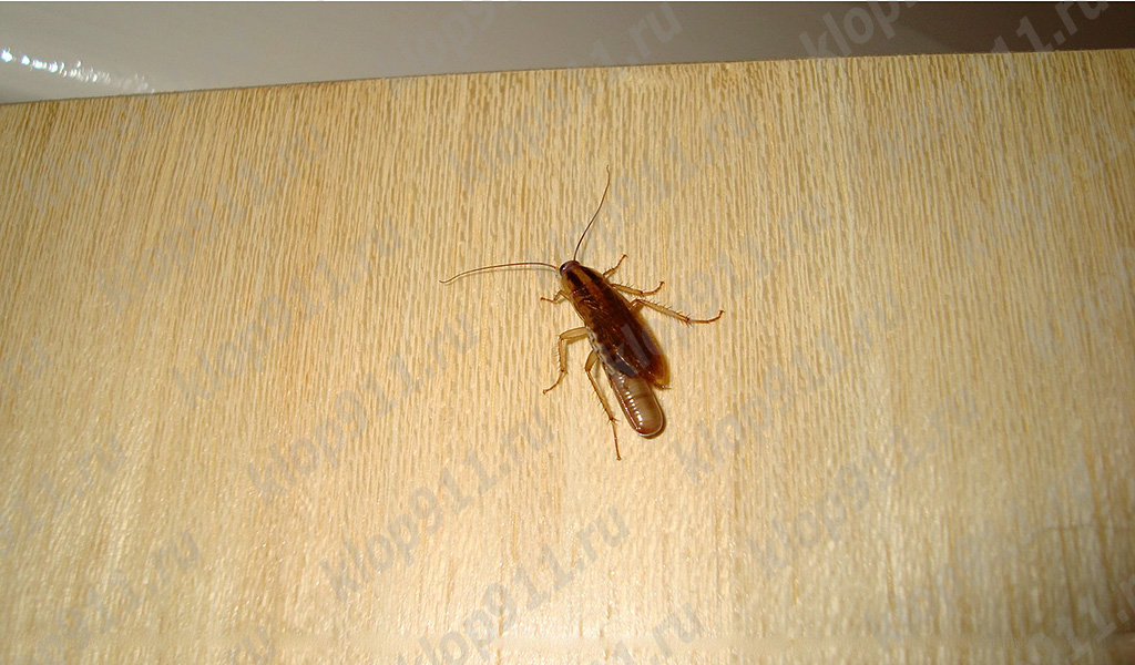 Kackerlackhona med ägg (ootheca)