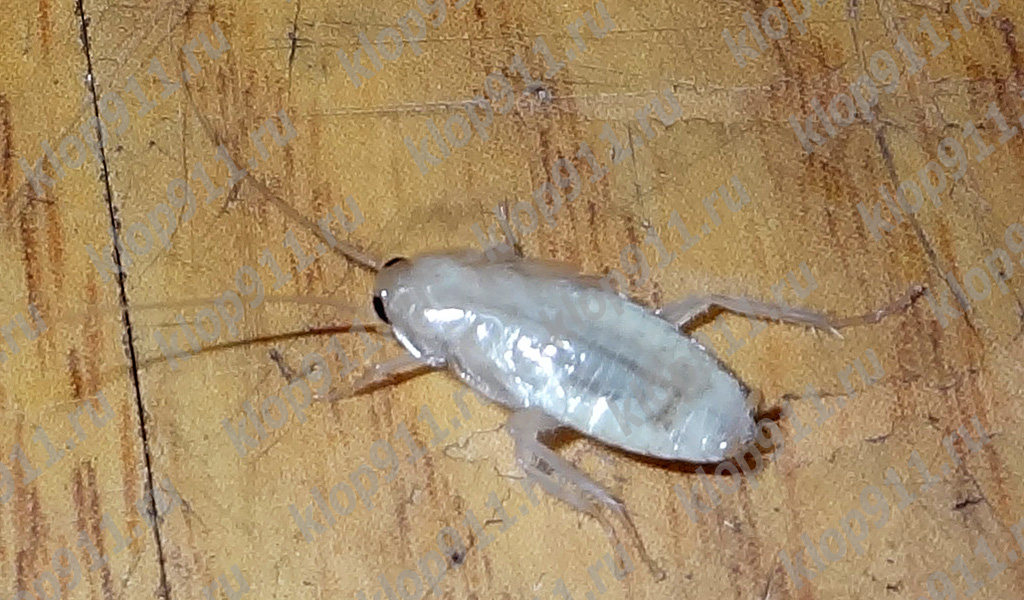 Albino-kackerlacka